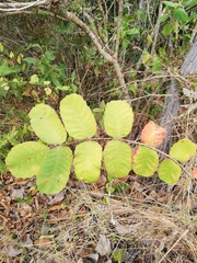 Comocladia macrophylla (Comocladia macrophylla)