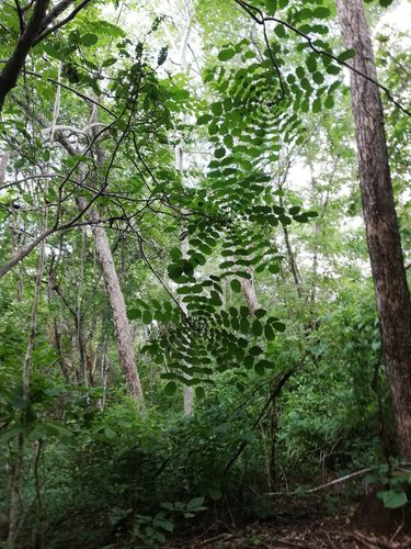 Comocladia macrophylla (Comocladia macrophylla)