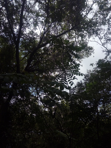 Comocladia macrophylla (Comocladia macrophylla)