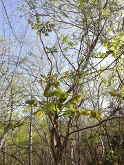 Comocladia macrophylla (Comocladia macrophylla)