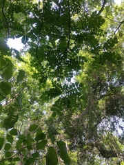 Comocladia macrophylla (Comocladia macrophylla)