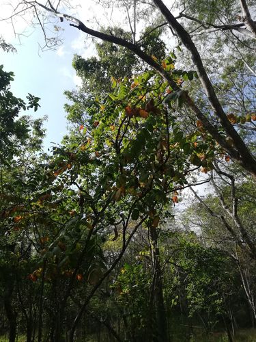 Comocladia macrophylla (Comocladia macrophylla)