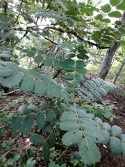 Comocladia macrophylla (Comocladia macrophylla)