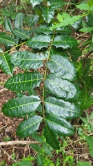 Comocladia platyphylla (Comocladia platyphylla)