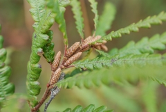 Sweetfern (Comptonia peregrina)