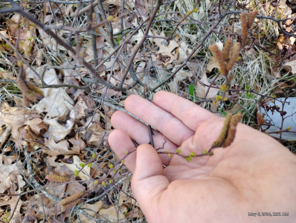 Sweetfern (Comptonia peregrina)