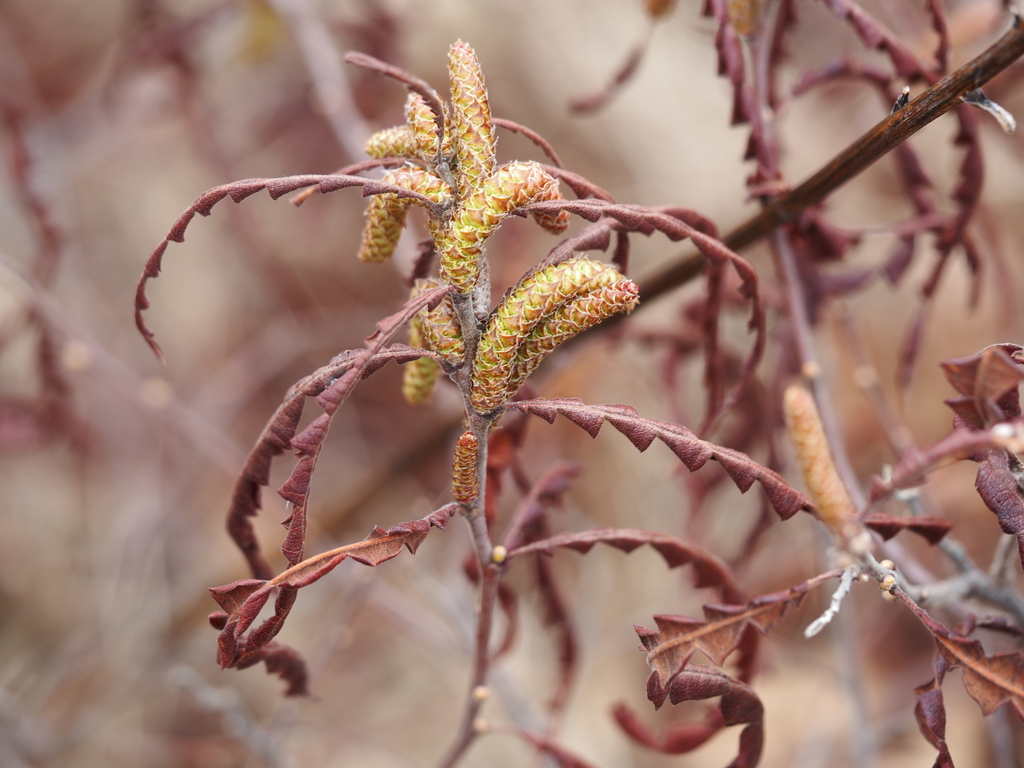 Sweetfern (Comptonia peregrina)