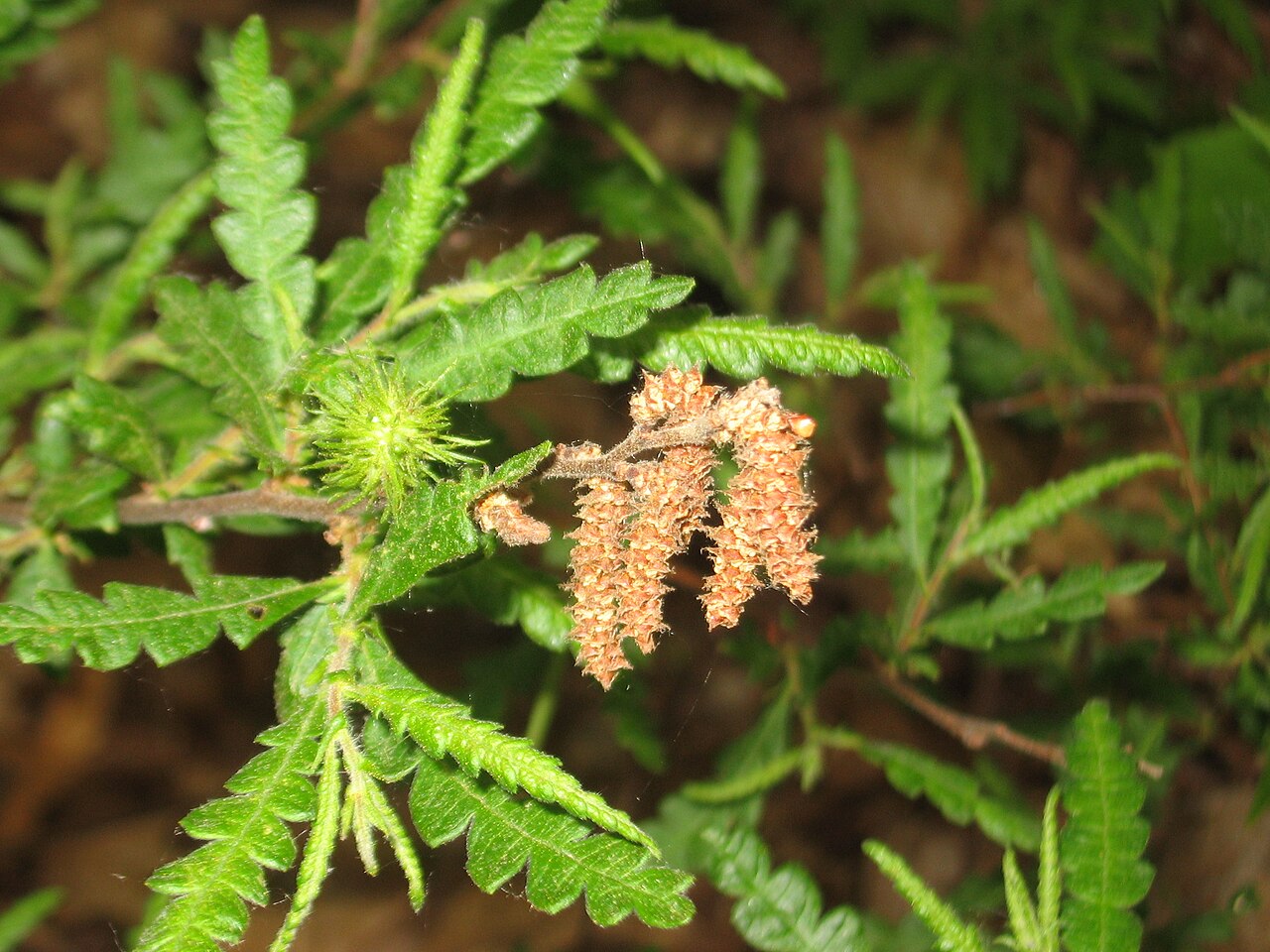 Sweetfern: Photo of Comptonia peregrina showing foliage, male flowers, and female flowers.
