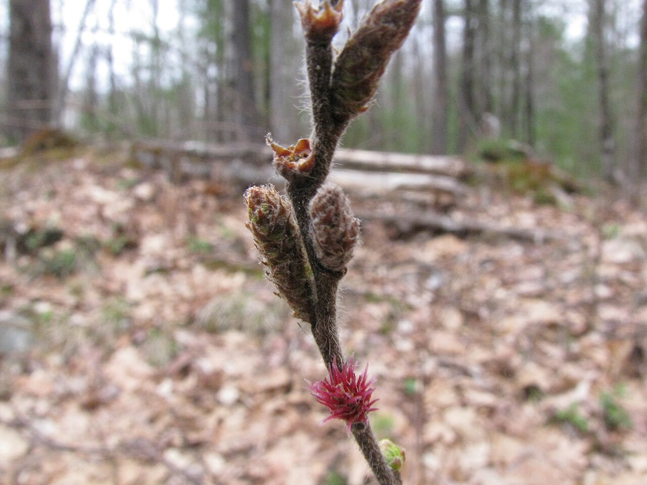 Sweetfern: Flowers (male and female) of Comptonia peregrina . The male flower is the catkin above. The female is the red structure below.IMG