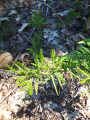 Sweetfern (Comptonia peregrina)