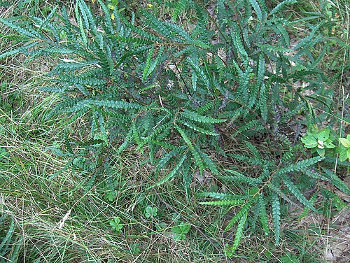 Sweetfern: Comptonia peregrina foliage