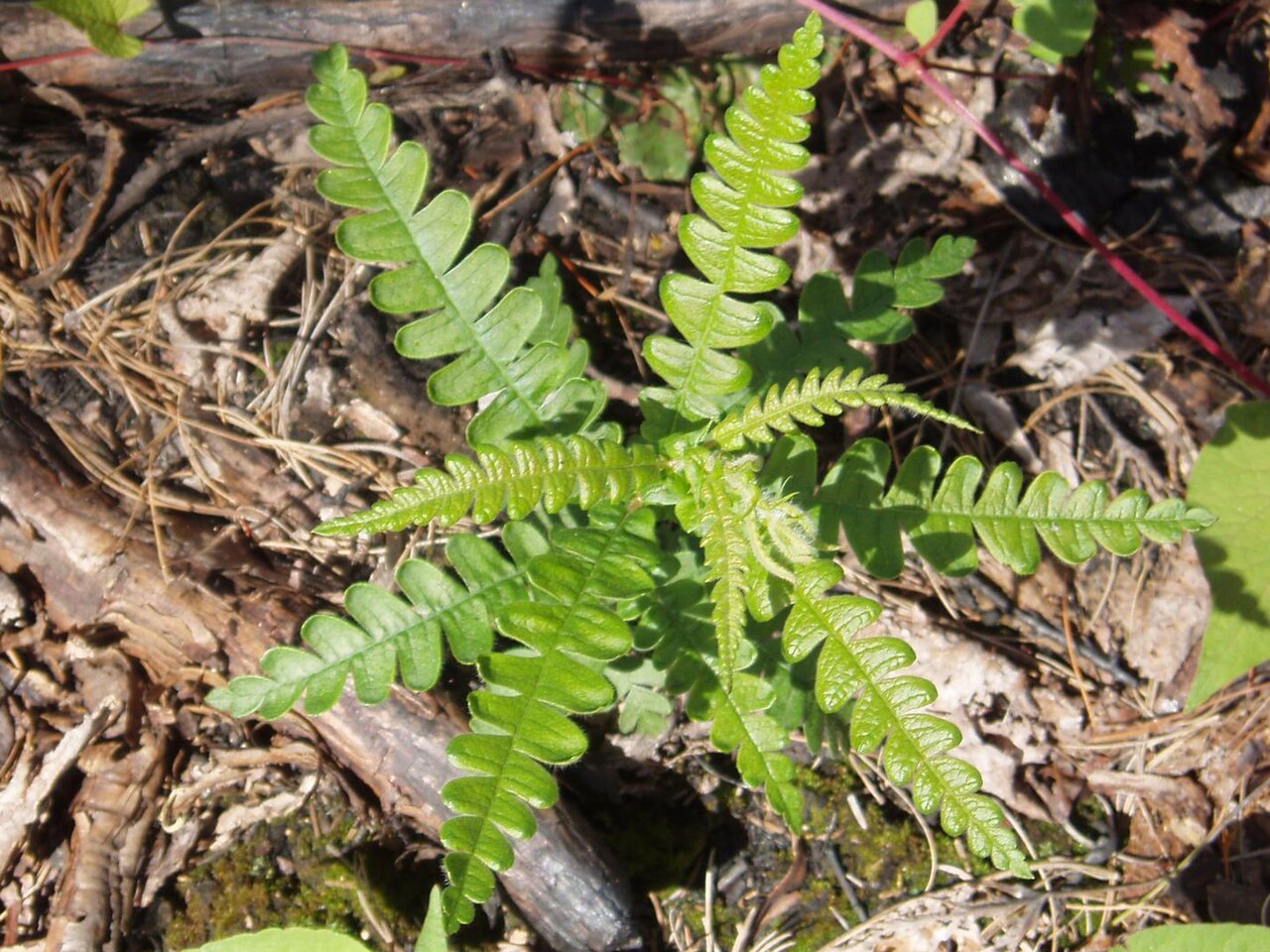Sweetfern: Comptonia peregrina (L.) Coult. - Sweetfern, 13 months after forest fire which occurred in July, 2005 (FOR-014, Fort Frances fire 14), Brent Lake, Quetico Provi