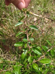 Condalia buxifolia (Condalia buxifolia)