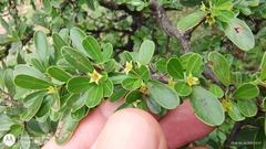 Condalia buxifolia (Condalia buxifolia)