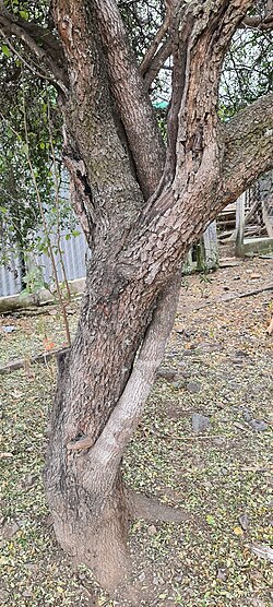 Condalia buxifolia: Condalia buxifolia