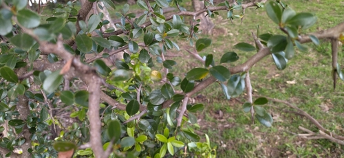 Condalia buxifolia (Condalia buxifolia)