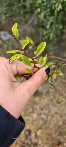 Condalia buxifolia (Condalia buxifolia)