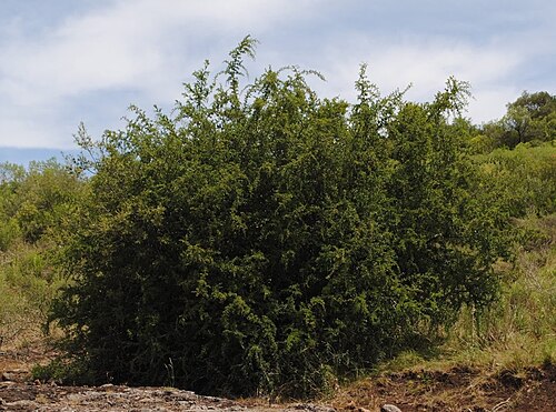 Condalia buxifolia: Fotos tomadas sobre suelo rocoso basáltico en Los Rodríguez, departamento de Tacuarembó