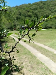 Condalia buxifolia (Condalia buxifolia)