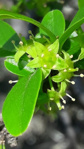 Condalia buxifolia (Condalia buxifolia)