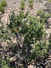 Javelina bush (Condalia ericoides)