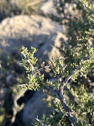 Javelina bush (Condalia ericoides)