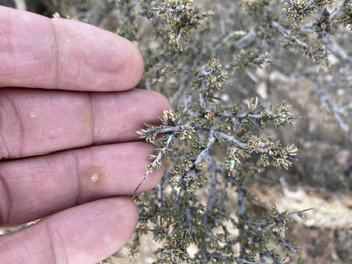 Javelina bush (Condalia ericoides)