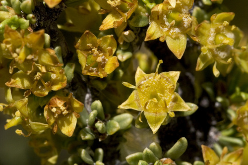 Javelina bush (Condalia ericoides)