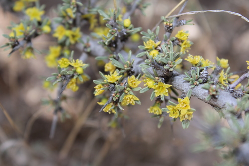 Javelina bush (Condalia ericoides)
