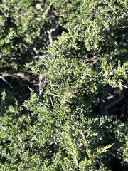 Javelina bush (Condalia ericoides)