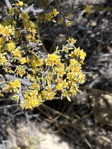 Javelina bush (Condalia ericoides)