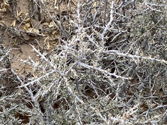 Javelina bush (Condalia ericoides)