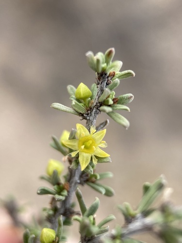 Javelina bush (Condalia ericoides)