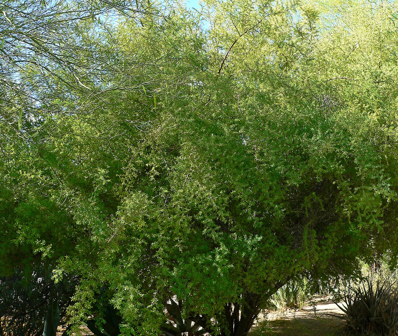 Bitter snakewood: Condalia globosa at the Ethel M Botanical Cactus Garden , Las Vegas, Nevada