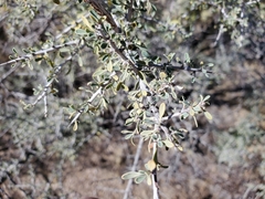 Bitter snakewood (Condalia globosa)