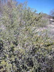 Bitter snakewood (Condalia globosa)