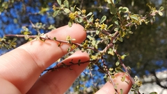 Bitter snakewood (Condalia globosa)