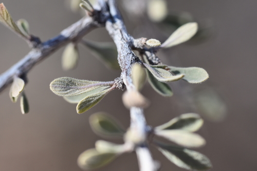 Bitter snakewood (Condalia globosa)