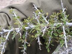 Bitter snakewood (Condalia globosa)