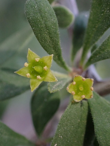 Bitter snakewood (Condalia globosa)