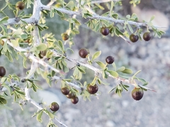 Bitter snakewood (Condalia globosa)