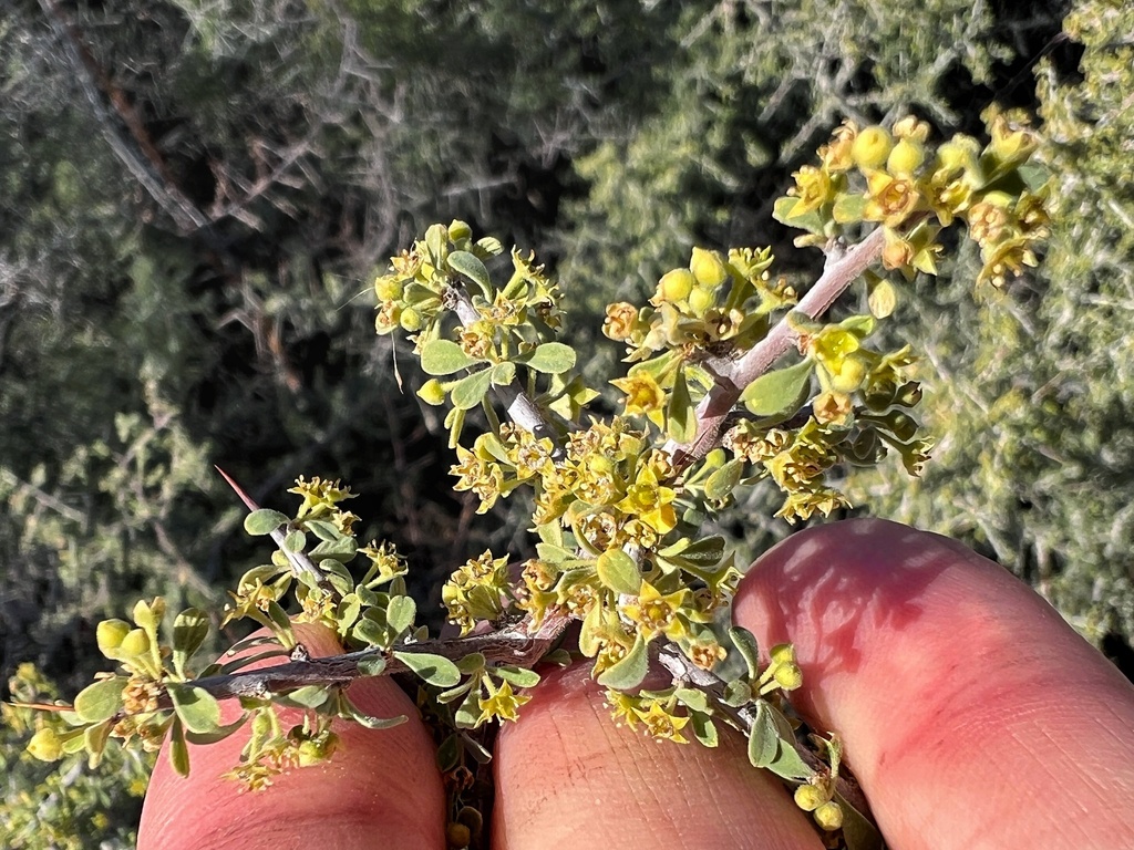 Bitter snakewood (Condalia globosa)