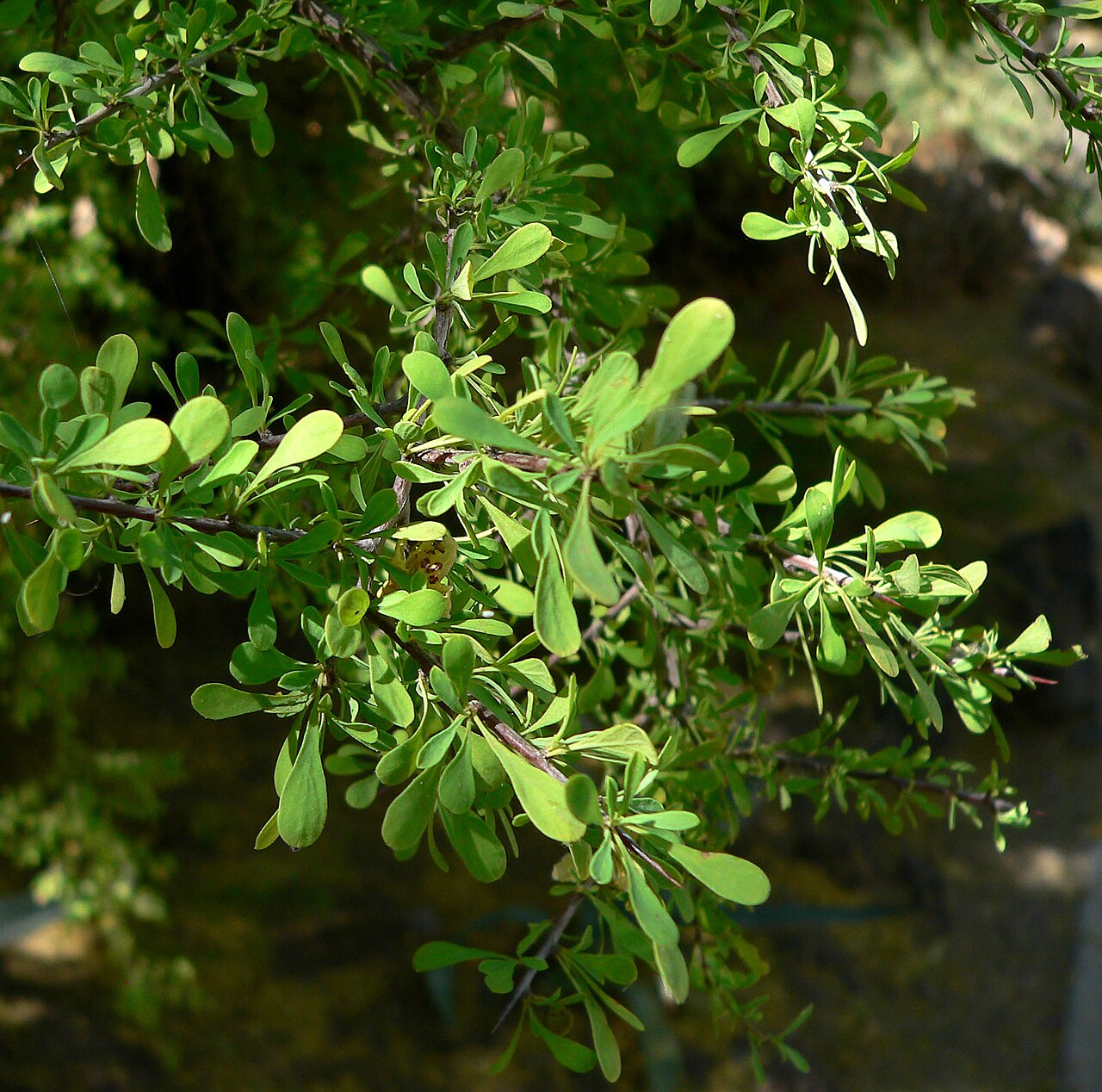 Bitter snakewood: Condalia globosa at the Ethel M Botanical Cactus Garden , Las Vegas, Nevada