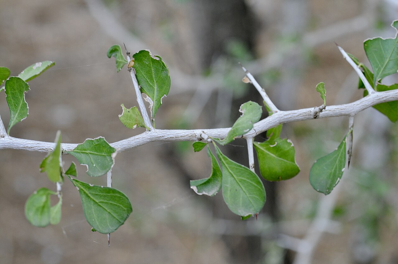 Brazilian bluewood: Brasil, Bentsen-Rio Grande Valley State Park, Mission, Hidalgo County, March 2023.