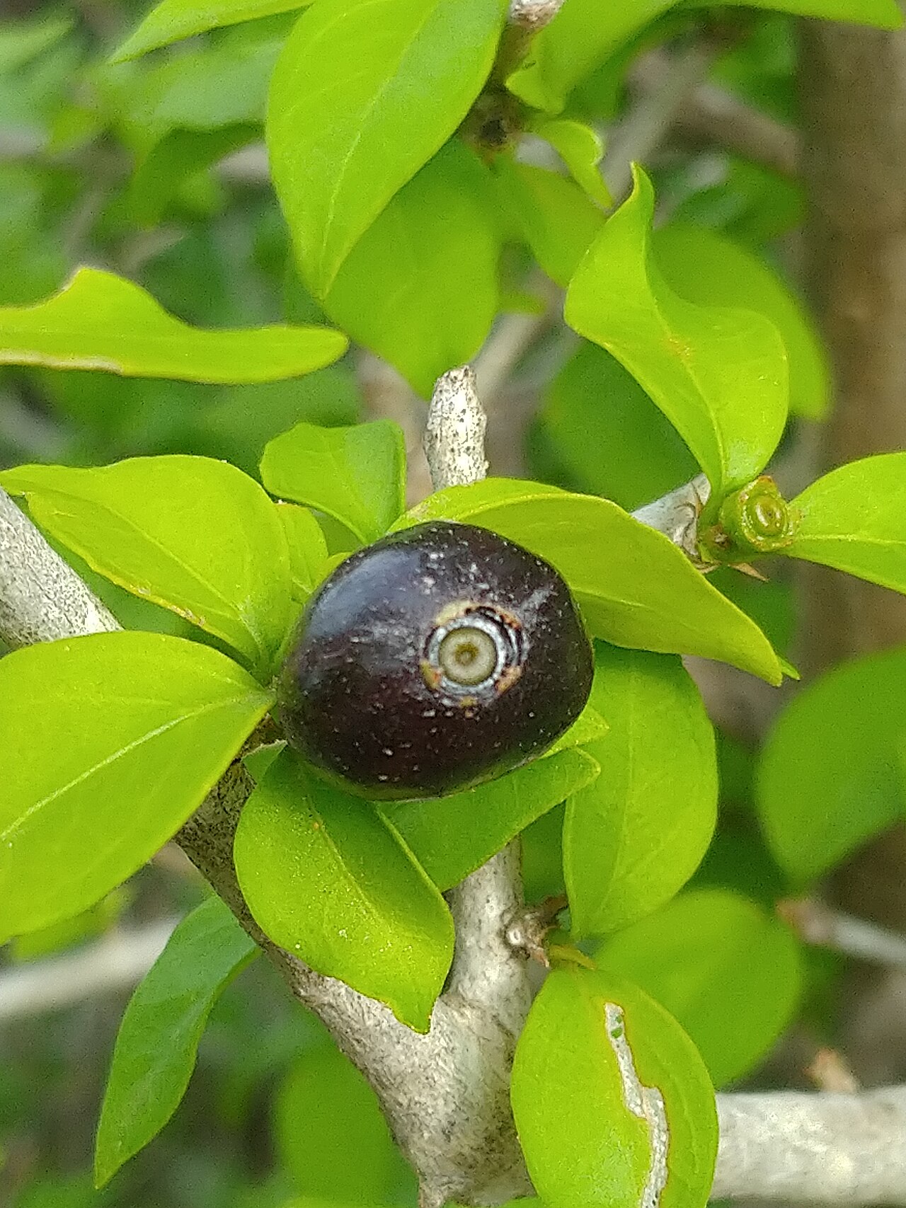 Brazilian bluewood: Condaila hookeri