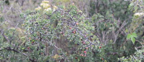 Condalia mexicana (Condalia mexicana)