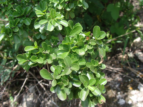 Condalia mexicana (Condalia mexicana)