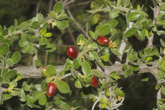 Condalia mexicana (Condalia mexicana)