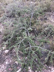 Condalia mexicana (Condalia mexicana)
