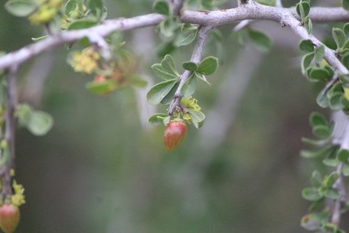 Condalia mexicana (Condalia mexicana)
